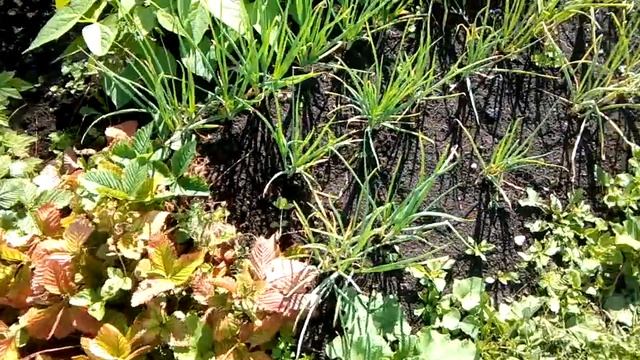 7 соток . Наш огород смотреть онлайн