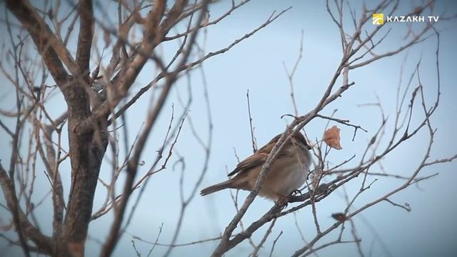 В поисках устюртского сайгака смотреть онлайн