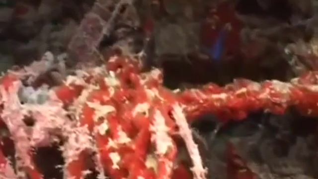 Пальма Джумейра в Дубае Достопримечательность ОАЭ смотреть онлайн