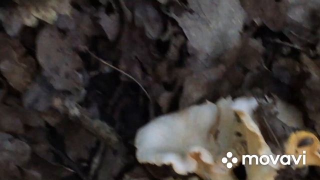 Удачный сбор лисичек. Вечерний лес! Курская область Курский район 09.07.2020 г. смотреть онлайн