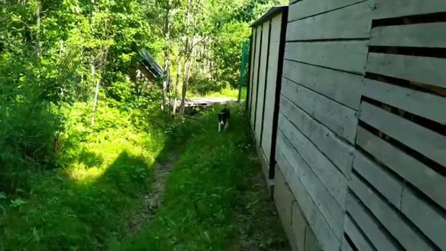 Ищет самого лучшего и самого спортивного хозяина наш малыш Ebony Nose Luther от Джуми и Апа. смотреть онлайн