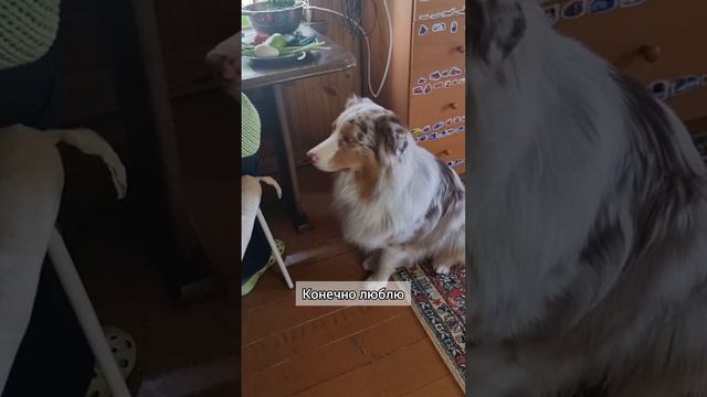 Почему его опять не покормили? смотреть онлайн