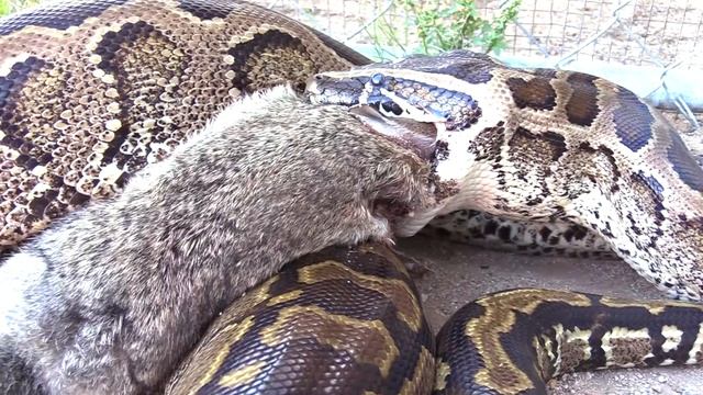 African Rock Python escapes--Eats Rabbit (Time Lapse x5) смотреть онлайн
