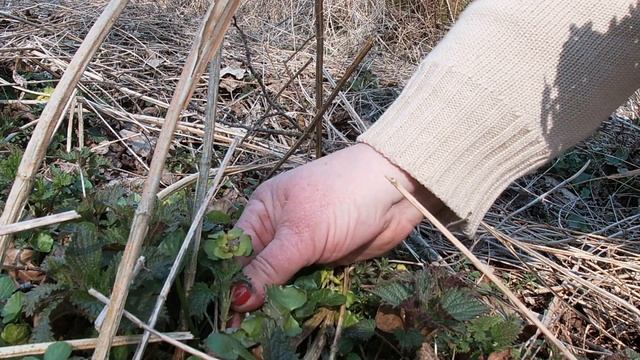 Островок красоты и позитива - первоцветы. Живица и грибы в сухом остатке смотреть онлайн