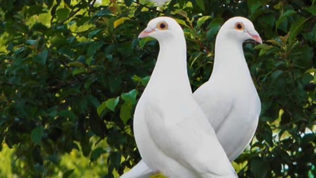 Сънува ли, Недо, сън за мене - Спаска Маринчева смотреть онлайн