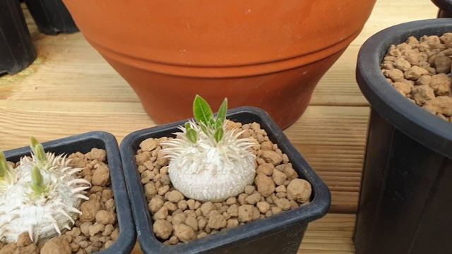 다육이 브레비카울(파키포디움)의 통통매력~!(Pachypodium brevicaule) смотреть онлайн