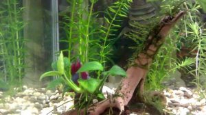 Элодея аквариумное растение. Мои аквариумы.