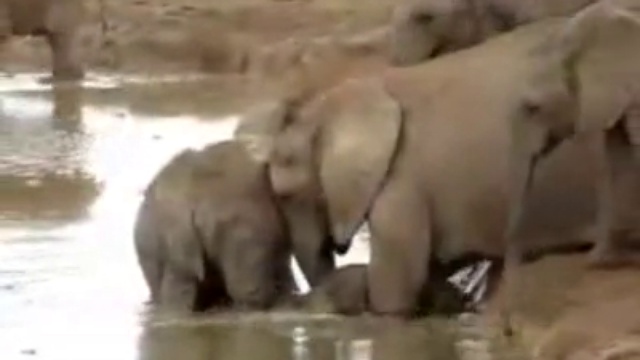 Bébé éléphant sauvé de la noyade par ses congénères смотреть онлайн