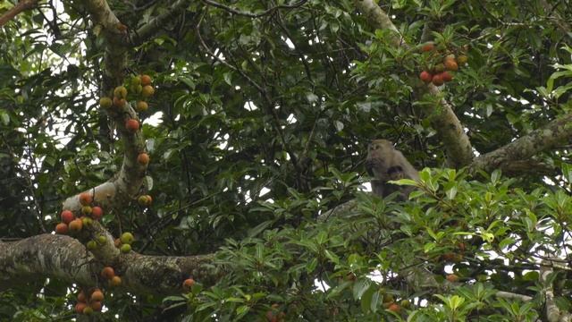Гиббон - поющая обезьяна - Фильм 2. В кругу семьи - Документальный фильм смотреть онлайн