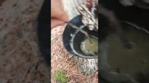 Добыча смолы в лесу