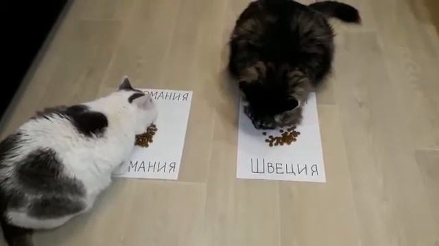 Кот Пророк Германия vs Швеция - кто победит? смотреть онлайн