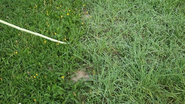 396_Рожь. Неожиданное применение вместо газона и не только… смотреть онлайн