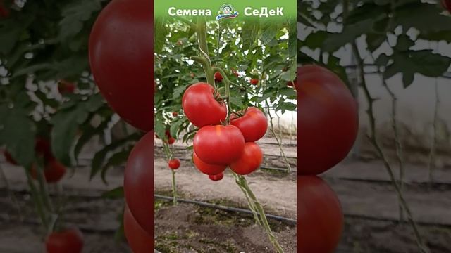 Крупные томаты - это Великие Томаты! смотреть онлайн