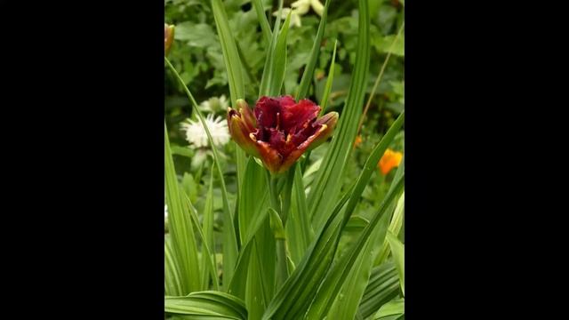 изуродованный лилейник, вирус? смотреть онлайн