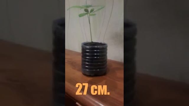 Как быстро растут каштаны в домашних условиях смотреть онлайн