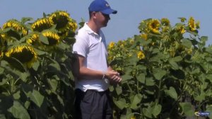 Цветение на участке гибридизации подсолнечника Рими