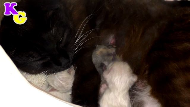 Новорожденные котята. смотреть онлайн