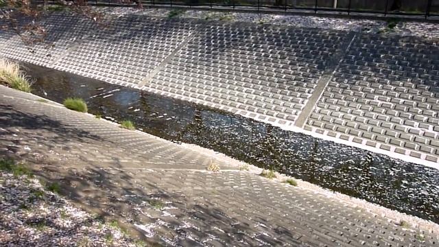 Sakura Petals Over The River Лепестки сакуры над речкой