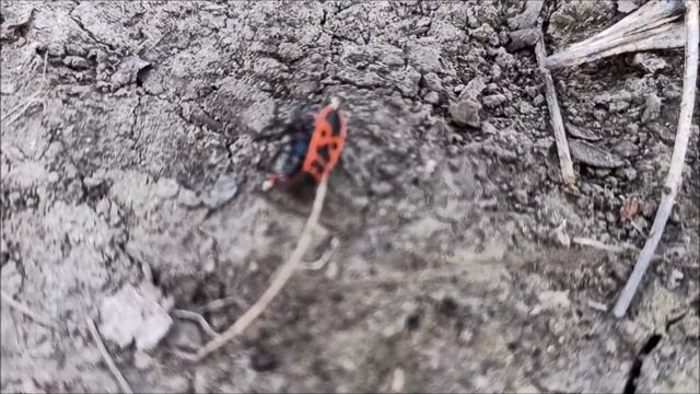 ОБЗОР НА ЖУКОВ СОЛДАТИКОВ смотреть онлайн