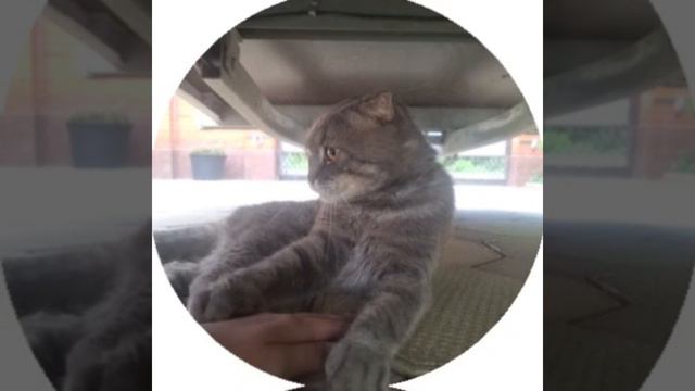 cat
цель: 45-50 кифириков до др) смотреть онлайн