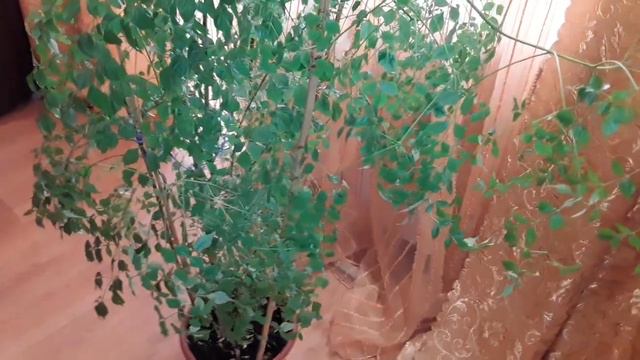 МОИ РАСТЕНИЯ ! - ПОДСКАЖИТЕ ? КАК ЕГО ЗОВУТ ???🤗☺😊🤔🤔🤔 смотреть онлайн