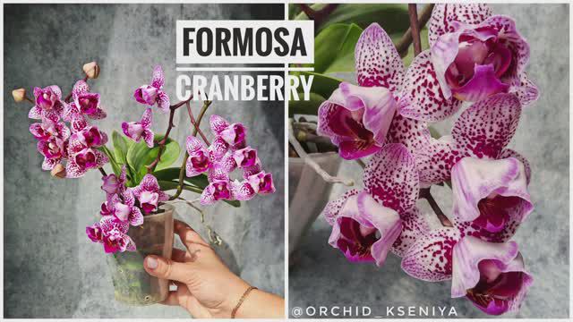 Phal. Formosa cranberry Peloric 🌷Домашнее цветение миниатюрной орхидеи фаленопсис Формоза Крэнберри смотреть онлайн