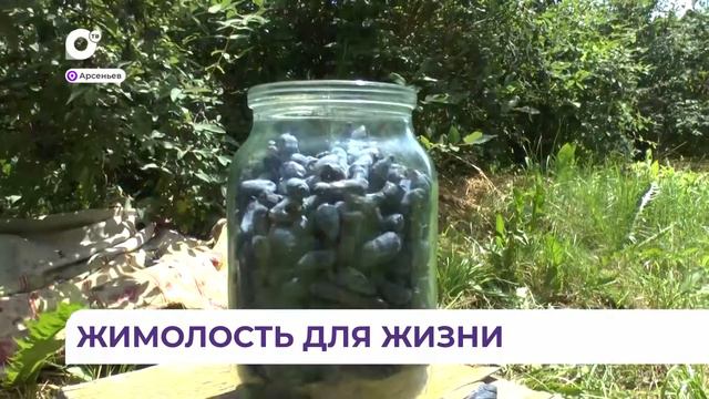 85-летний селекционер из Арсеньева выводит уникальные сорта жимолости смотреть онлайн