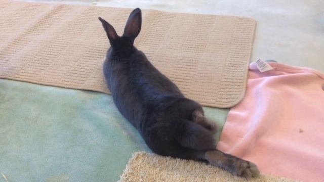 Bunny Playground - The Glory of Buns смотреть онлайн