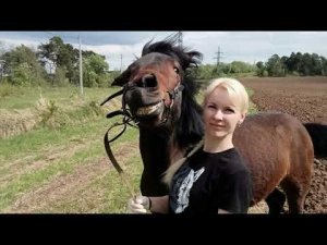 Обучение лошади онлайн. Наша география