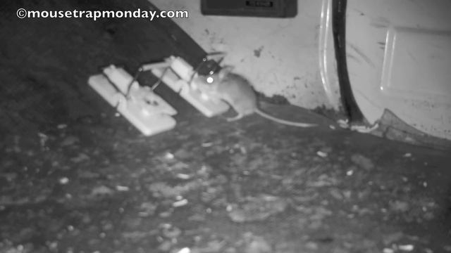 SUPERCAT Mouse Trap In Action With Motion Cameras. Full Review. Mousetrap Monday смотреть онлайн