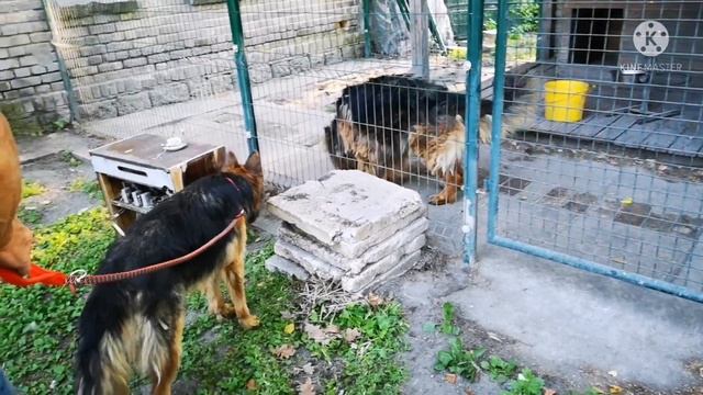 Немецкая овчарка девочка. 1 год и 3 месяца. Реакция на самца немца. смотреть онлайн