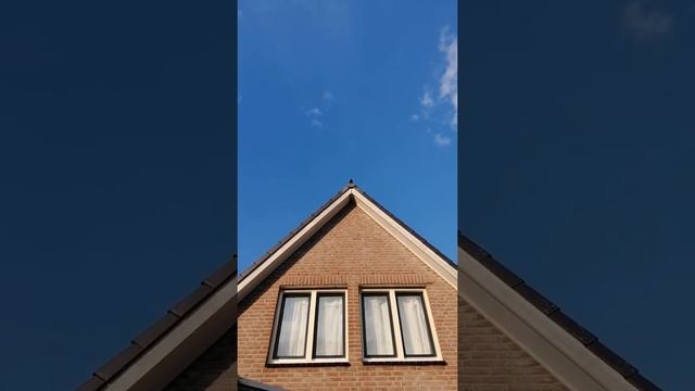 черный дрозд поет смотреть онлайн