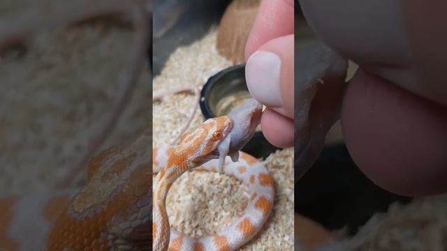 Кормление змеиКормление змеи смотреть онлайн