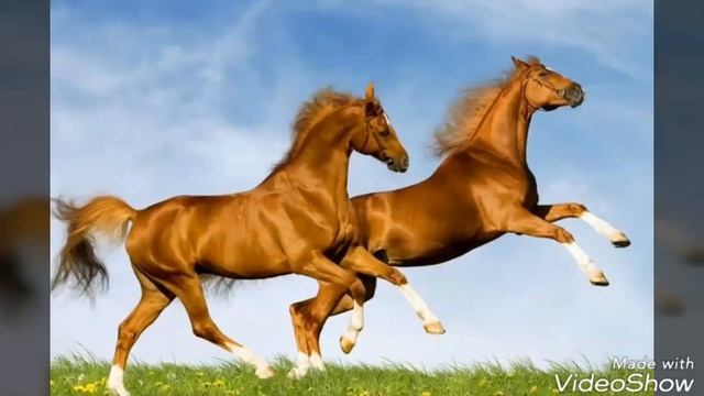 Картинки красивых лошадей❤?? смотреть онлайн