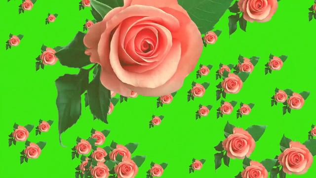 Rose Falling Green Screen Video No Copyright Background Hd Animation