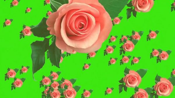 Rose falling green screen Video No Copyright Background hd Animation
