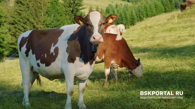 Красота Урала. Родные просторы с высоты птичьего полёта. смотреть онлайн