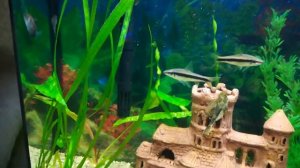 Мой аквариум.Подключил дополнительный фильтр-аэратор.