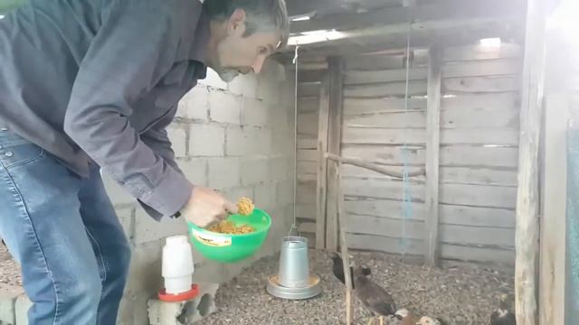Mejor alimento que nos resulto para crianza de pollos finos crecer rápido смотреть онлайн
