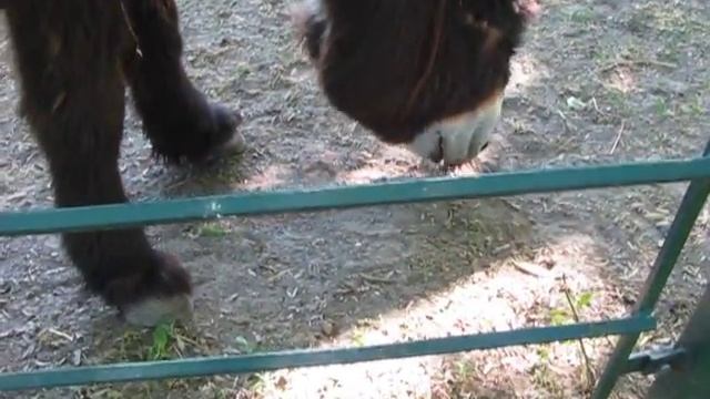 ОСЕЛ ПУАТУ смотреть онлайн