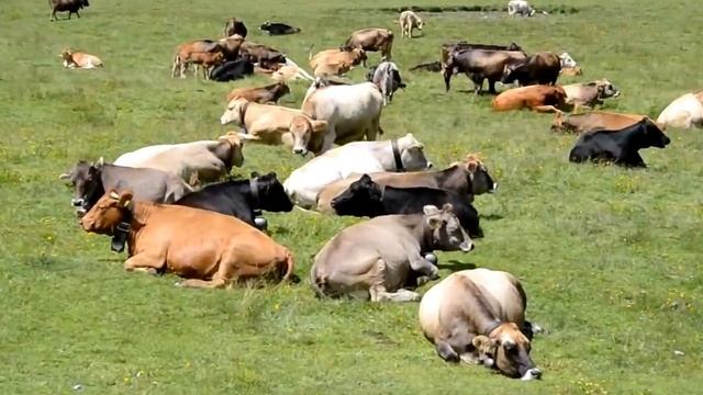 Швейцарские коровы из рекламы смотреть онлайн