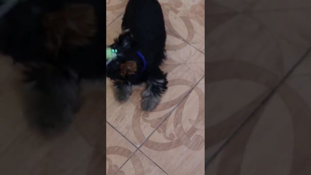 Анвире Франт, щенок Йоркширского терьера #щенки #йорки