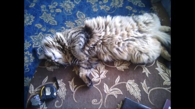 Кот Мишка смотреть онлайн