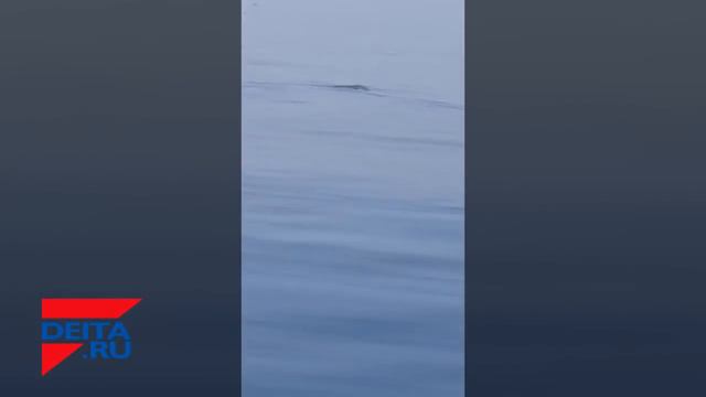 Большая акула в Уссурийском заливе смотреть онлайн