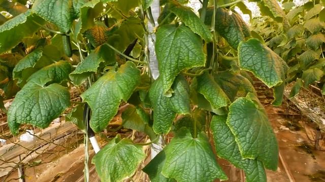 РОБОТА В ПОЛЬЩІ У ТЕПЛИЦЯХ. РАБОТА В ПОЛЬШЕ. ТЕПЛИЦІ.