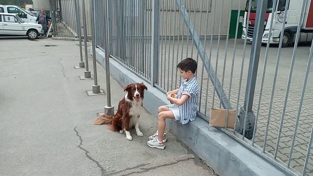 Бордер колли Эш на съёмочной площадке. Съёмки рекламы - собака и ребёнк. смотреть онлайн