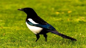 Сорока - очень умная птица! Интересные факты про сороку