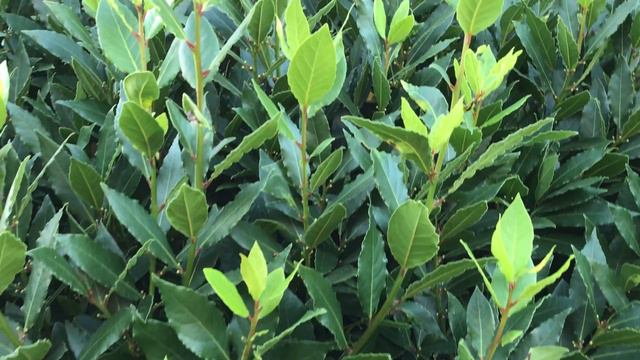 Laurier-sauce Laurier D'Apollon Laurier Noble 'Laurus Nobilis' Saveur Impériale.