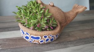 Анакампсерос рыжеватый Вариегата (Anacampseros rufescens Variegata) в керамическом кашпо «Кит»