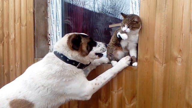 Алабай и кот смотреть онлайн